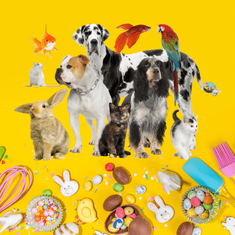 Pet Supplies Food